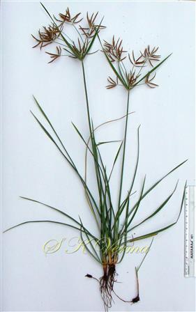  Plant bearing inflorescences